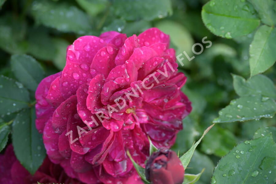 Anglická růže Davida Austina 'Darcey Bussel' - Rosa S 'Darcey Bussel'