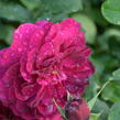 Anglická růže Davida Austina 'Darcey Bussel' - Rosa MK 'Darcey Bussel'