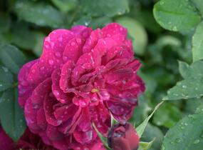 Růže anglická David Austin 'Darcey Bussel' - Rosa S 'Darcey Bussel'