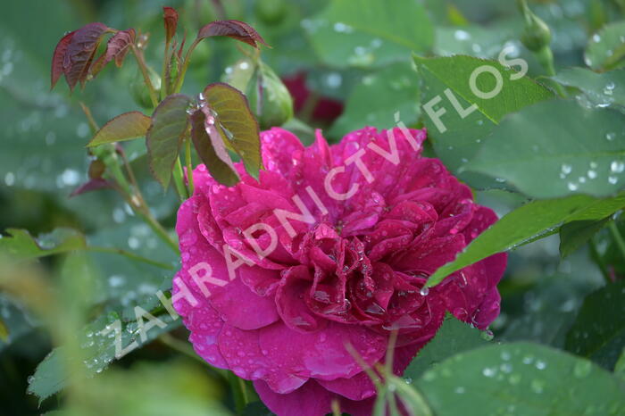 Anglická růže Davida Austina 'Darcey Bussel' - Rosa MK 'Darcey Bussel'