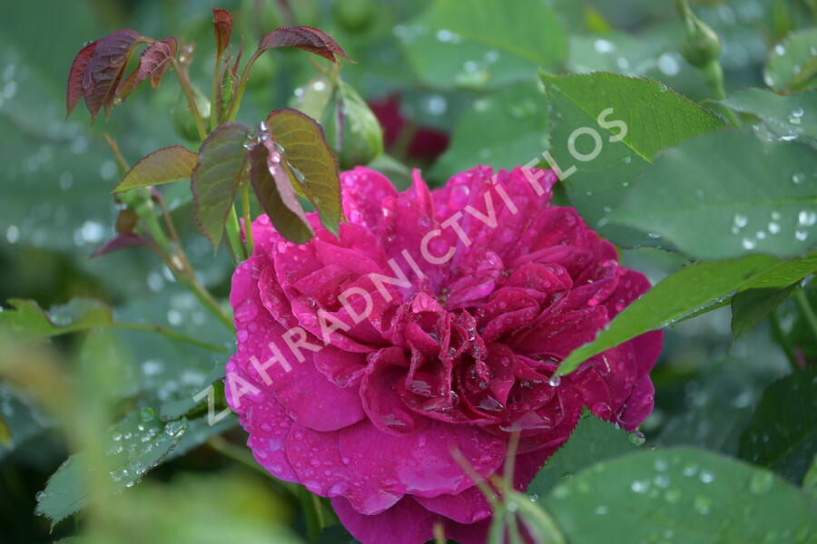 Anglická růže Davida Austina 'Darcey Bussel' - Rosa S 'Darcey Bussel'