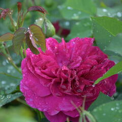 Anglická růže Davida Austina 'Darcey Bussel' - Rosa S 'Darcey Bussel'