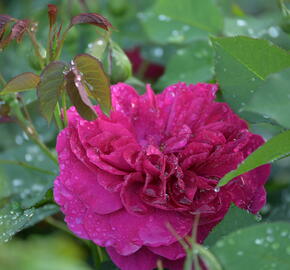 Anglická růže Davida Austina 'Darcey Bussel' - Rosa S 'Darcey Bussel'