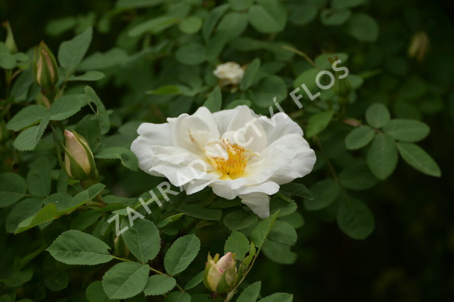 Růže parková 'Nevada' - Rosa S 'Nevada'