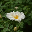 Růže parková 'Nevada' - Rosa S 'Nevada'
