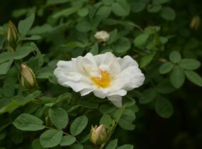 Růže parková 'Nevada' - Rosa S 'Nevada'