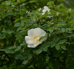 Růže parková 'Nevada' - Rosa S 'Nevada'