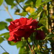 Růže pnoucí 'Santana' - Rosa PN 'Santana'