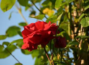 Růže pnoucí 'Santana' - Rosa PN 'Santana'