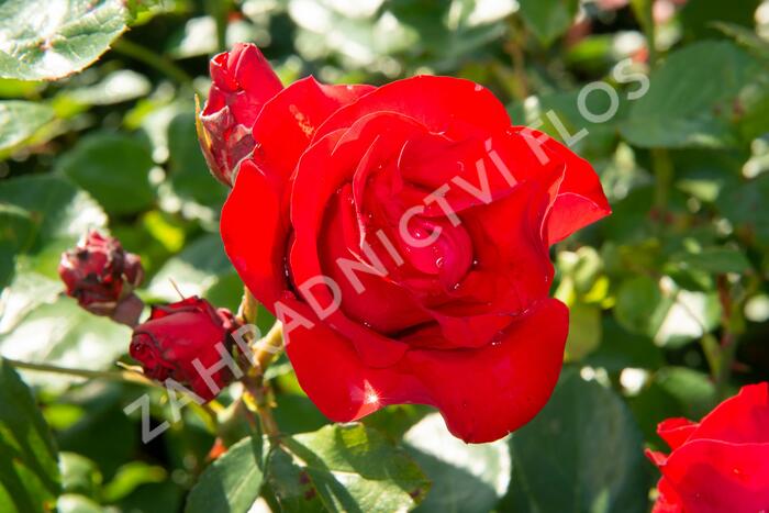 Růže pnoucí 'Santana' - Rosa PN 'Santana'