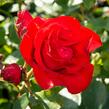 Růže pnoucí 'Santana' - Rosa PN 'Santana'