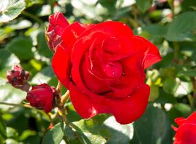 Růže pnoucí 'Santana' - Rosa PN 'Santana'