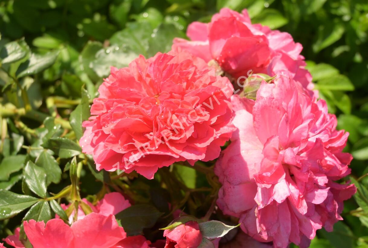 Růže pnoucí Kordes 'Rosarium Uetersen' - Rosa PN 'Rosarium Uetersen'