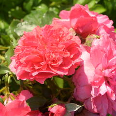Růže pnoucí Kordes 'Rosarium Uetersen' - Rosa PN 'Rosarium Uetersen'