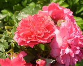 Růže pnoucí Kordes 'Rosarium Uetersen'