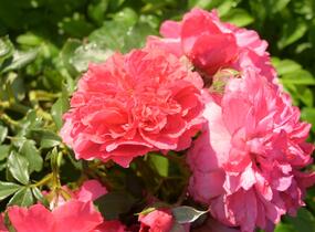 Růže pnoucí Kordes 'Rosarium Uetersen' - Rosa PN 'Rosarium Uetersen'