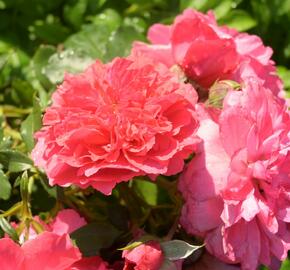 Růže pnoucí Kordes 'Rosarium Uetersen' - Rosa PN 'Rosarium Uetersen'