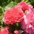 ruze-pnouci-kordes-rosarium-uetersen.jpg