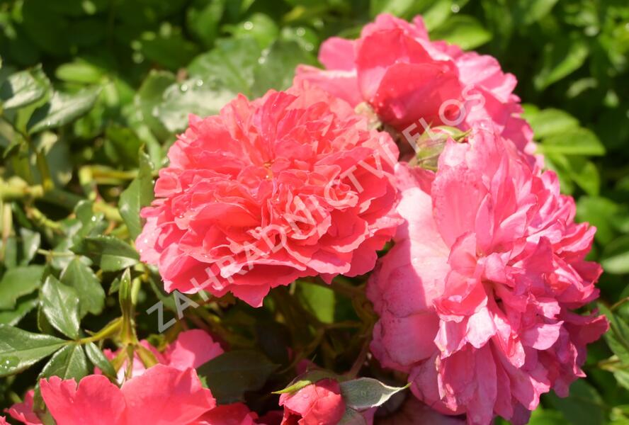 Růže pnoucí Kordes 'Rosarium Uetersen' - Rosa PN 'Rosarium Uetersen'
