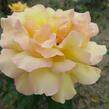Růže velkokvětá 'Gloria Dei' - Rosa VK 'Gloria Dei'