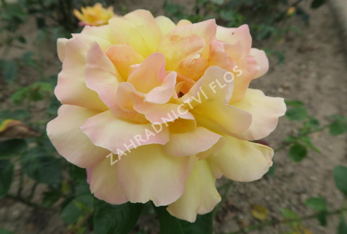 Růže velkokvětá 'Gloria Dei' - Rosa VK 'Gloria Dei'