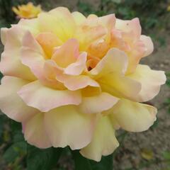 Růže velkokvětá 'Gloria Dei' - Rosa VK 'Gloria Dei'