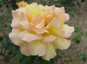 Růže velkokvětá 'Gloria Dei' - Rosa VK 'Gloria Dei'
