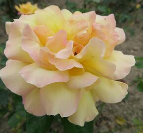 Růže velkokvětá 'Gloria Dei' - Rosa VK 'Gloria Dei'