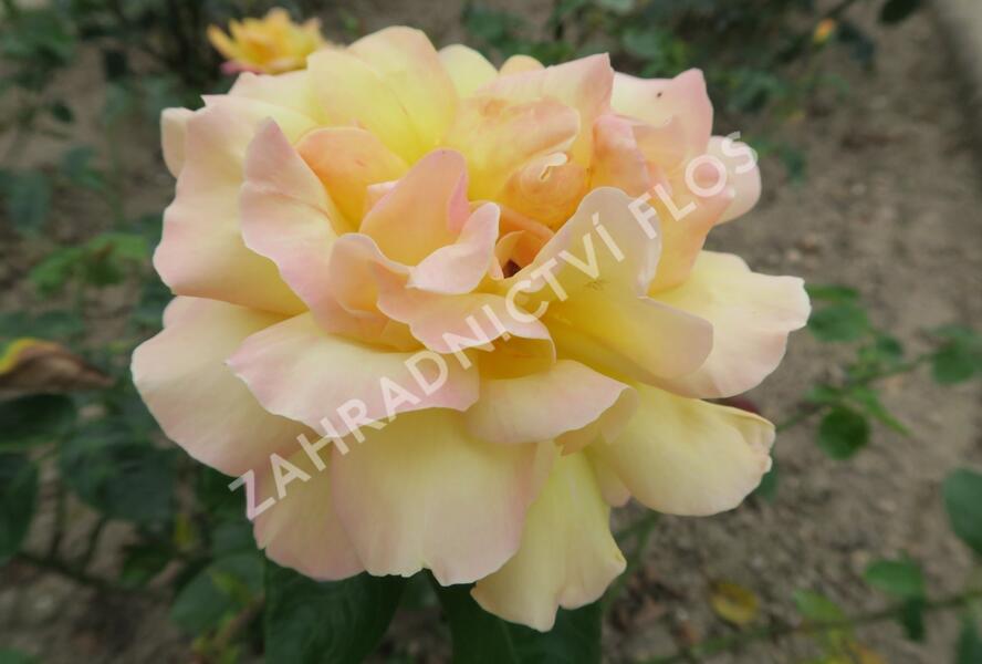 Růže velkokvětá 'Gloria Dei' - Rosa VK 'Gloria Dei'