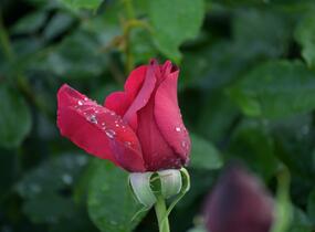 Růže velkokvětá Meilland 'Papa Meilland' - Rosa VK 'Papa Meilland'
