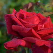 Růže velkokvětá Meilland 'Papa Meilland' - Rosa VK 'Papa Meilland'