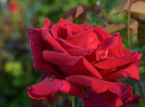 Růže velkokvětá Meilland 'Papa Meilland' - Rosa VK 'Papa Meilland'