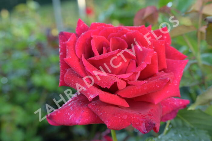 Růže velkokvětá Meilland 'Papa Meilland' - Rosa VK 'Papa Meilland'