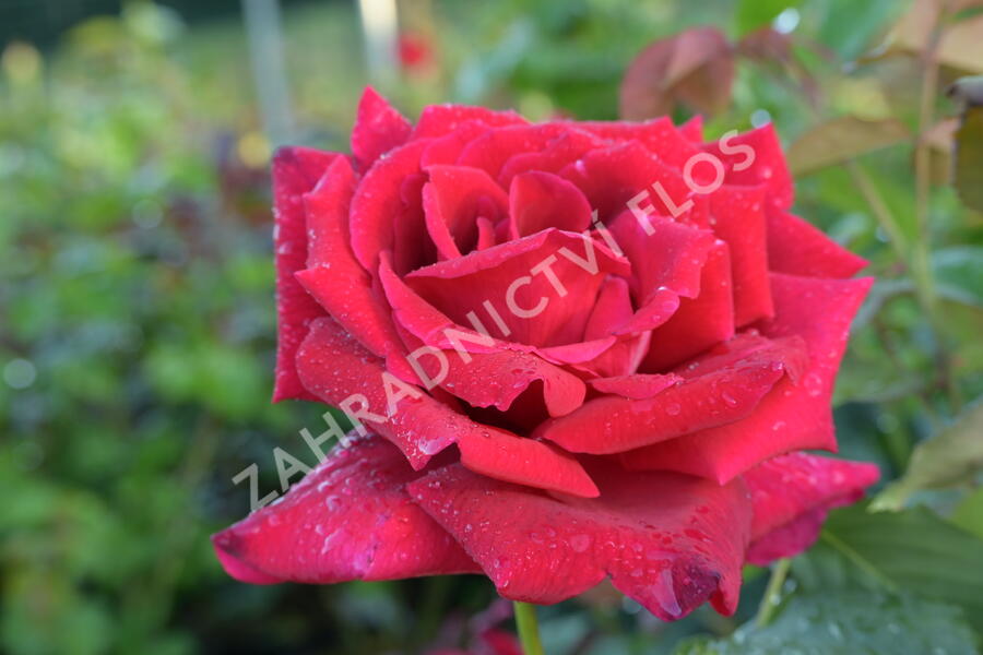 Růže velkokvětá Meilland 'Papa Meilland' - Rosa VK 'Papa Meilland'