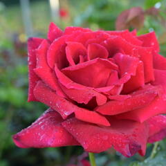 Růže velkokvětá Meilland 'Papa Meilland' - Rosa VK 'Papa Meilland'