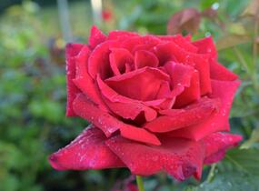 Růže velkokvětá Meilland 'Papa Meilland' - Rosa VK 'Papa Meilland'