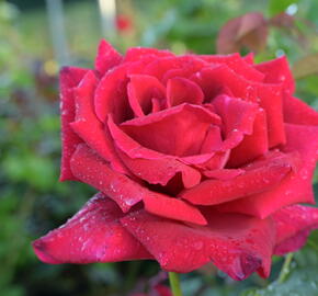 Růže velkokvětá Meilland 'Papa Meilland' - Rosa VK 'Papa Meilland'