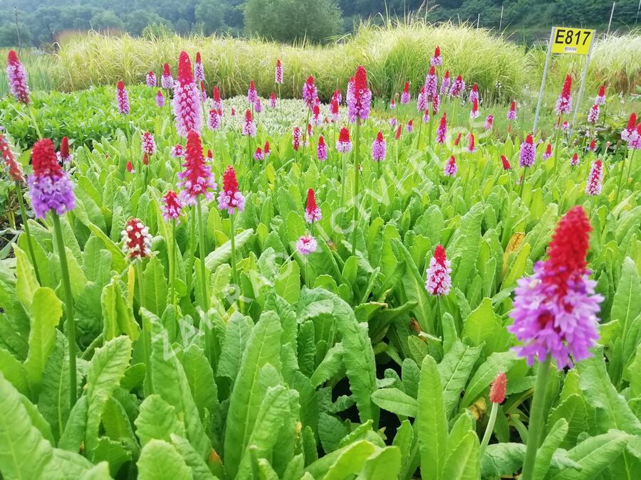 Prvosenka vstavačokvětá - Primula vialii