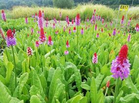 Prvosenka vstavačokvětá - Primula vialii