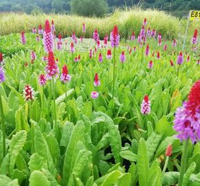 Prvosenka vstavačokvětá - Primula vialii