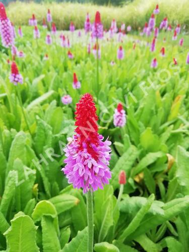 Prvosenka vstavačokvětá - Primula vialii