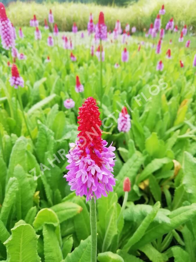 Prvosenka vstavačokvětá - Primula vialii