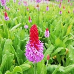 Prvosenka vstavačokvětá - Primula vialii