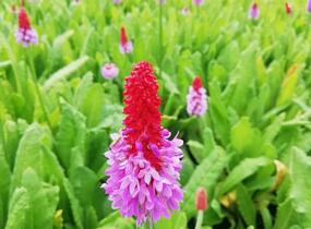 Prvosenka vstavačokvětá - Primula vialii
