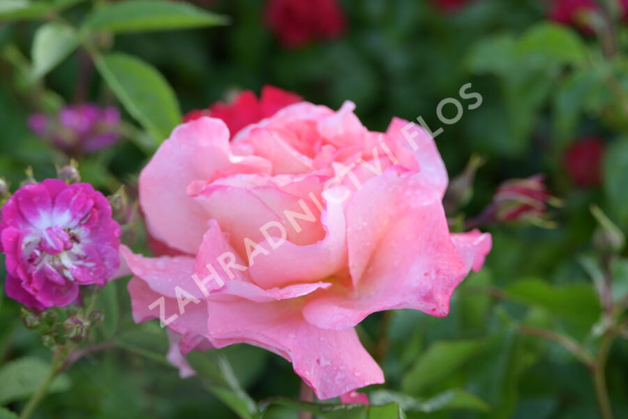 Růže velkokvětá Tantau 'Augusta Luise' - Rosa VK 'Augusta Luise'