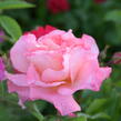 Růže velkokvětá Tantau 'Augusta Luise' - Rosa VK 'Augusta Luise'