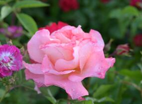 Růže velkokvětá Tantau 'Augusta Luise' - Rosa VK 'Augusta Luise'
