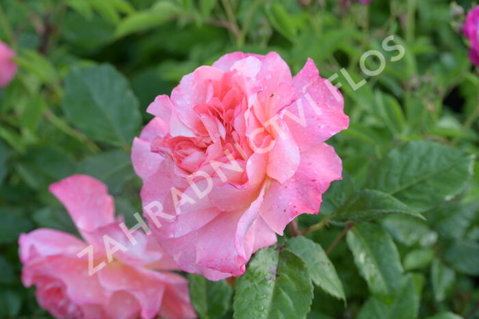 Růže velkokvětá Tantau 'Augusta Luise' - Rosa VK 'Augusta Luise'