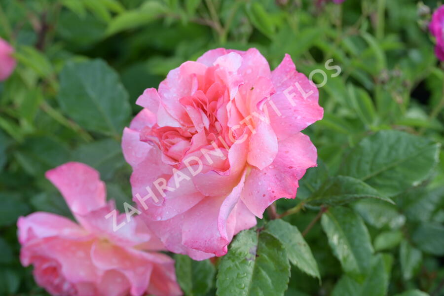 Růže velkokvětá Tantau 'Augusta Luise' - Rosa VK 'Augusta Luise'