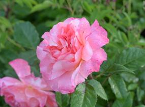 Růže velkokvětá Tantau 'Augusta Luise' - Rosa VK 'Augusta Luise'
